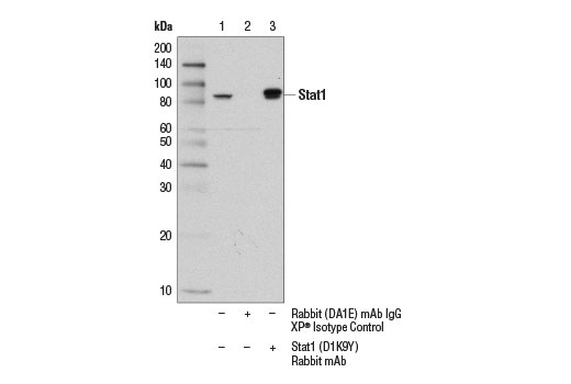  Image 28: IFN (Type I/III) Signaling Pathway Antibody Sampler Kit