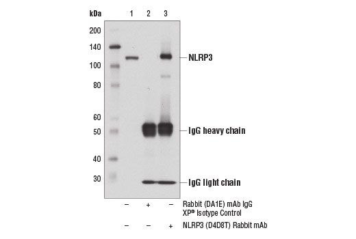  Image 15: Human Reactive Inflammasome Antibody Sampler Kit II