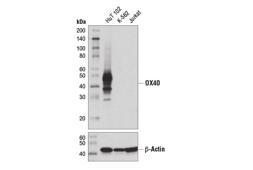 Western Blotting Image 1: OX40 (D4N3K) Rabbit mAb