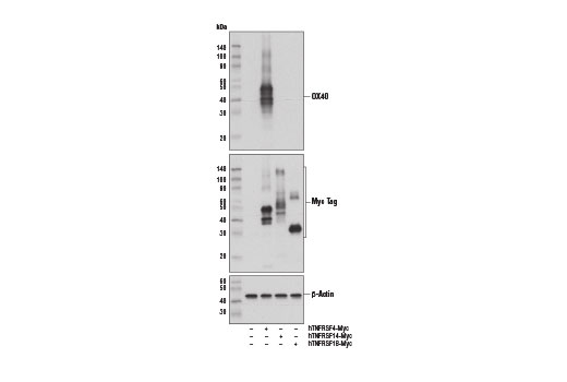 Western Blotting Image 2: OX40 (D4N3K) Rabbit mAb