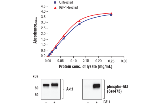  Image 1: FastScan™ Total Akt1 ELISA Kit