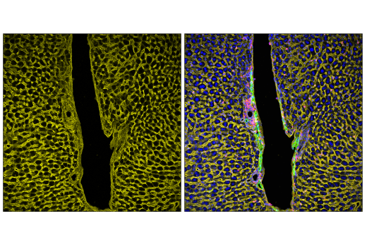 Immunofluorescence Image 1: Crry (E9M7T) Rabbit mAb