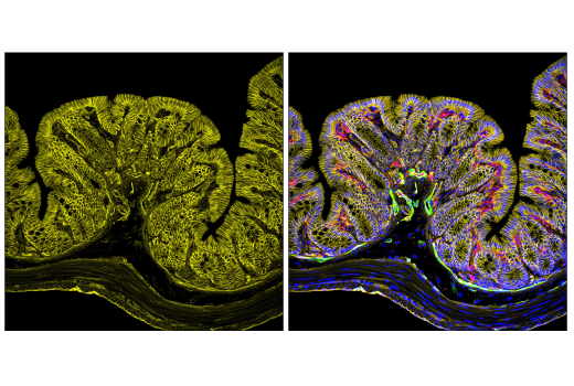 Immunofluorescence Image 2: Crry (E9M7T) Rabbit mAb