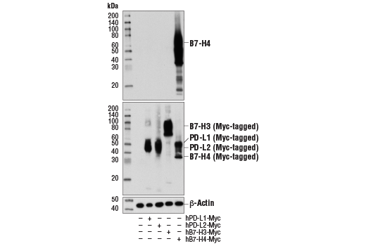 Western Blotting Image 2: B7-H4 (D1M8I) XP® Rabbit mAb (BSA and Azide Free)