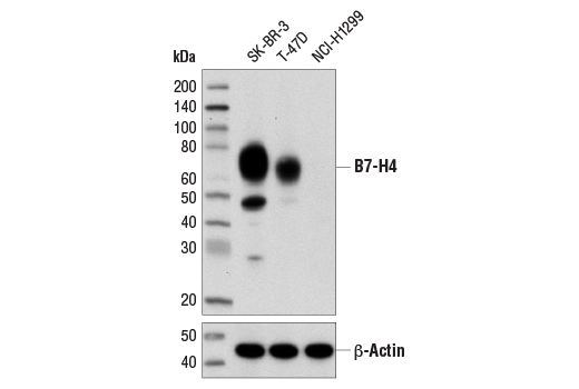 Western Blotting Image 1: B7-H4 (D1M8I) XP® Rabbit mAb (BSA and Azide Free)