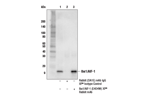  Image 11: Mouse Reactive Alzheimer's Disease Model Microglia Phenotyping IF Antibody Sampler Kit