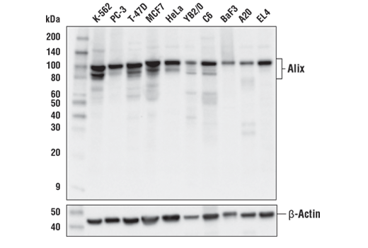 Western Blotting Image 1: Alix (E4T7U) Rabbit mAb