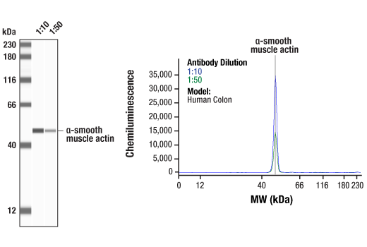  Image 1: TGF-β Fibrosis Pathway Antibody Sampler Kit