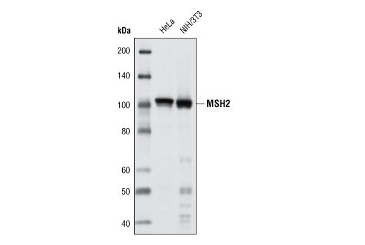 Western Blotting Image 1: MSH2 (D24B5) XP® Rabbit mAb