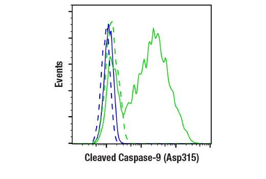  Image 27: Apoptosis Antibody Sampler Kit II