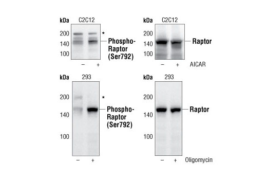  Image 3: mTOR Regulation Antibody Sampler Kit