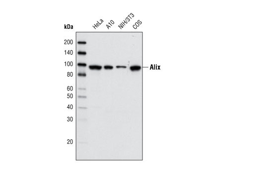  Image 7: Exosomal Marker Antibody Sampler Kit