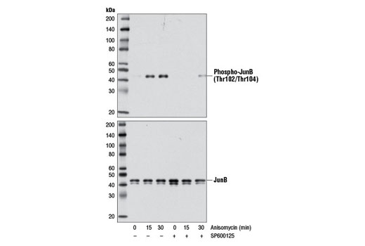  Image 1: Anisomycin