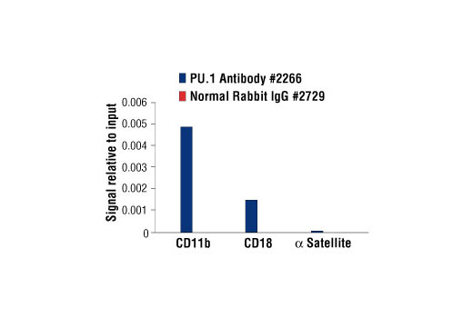 Chromatin Immunoprecipitation Image 1: PU.1 Antibody