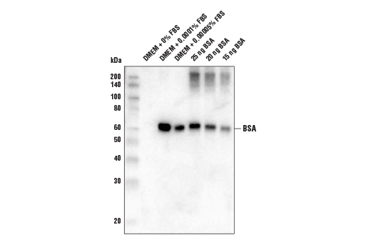 Western Blotting Image 1: BSA (D1C8Q) Rabbit mAb