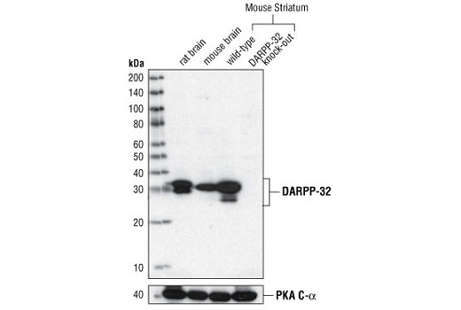 Western Blotting Image 2: DARPP-32 (19A3) Rabbit mAb