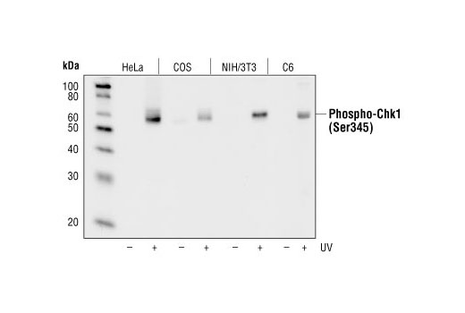  Image 6: Cell Cycle/Checkpoint Antibody Sampler Kit