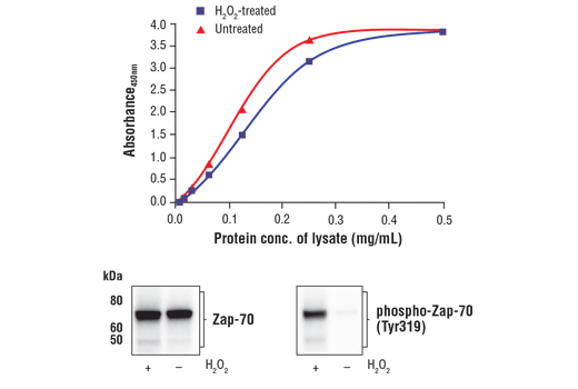  Image 1: FastScan™ Total Zap-70 ELISA Kit