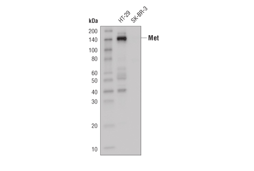 Western Blotting Image 1: Met (D1C2) XP® Rabbit mAb  (HRP Conjugate)