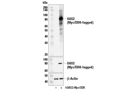 Western Blotting Image 2: OAS2 (E2G4K) Rabbit mAb