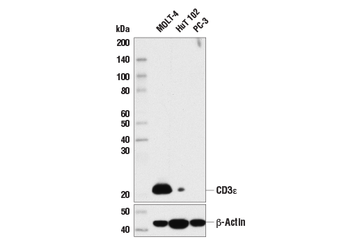 Western Blotting Image 1: CD3ε (D7A6E™) XP® Rabbit mAb (BSA and Azide Free)