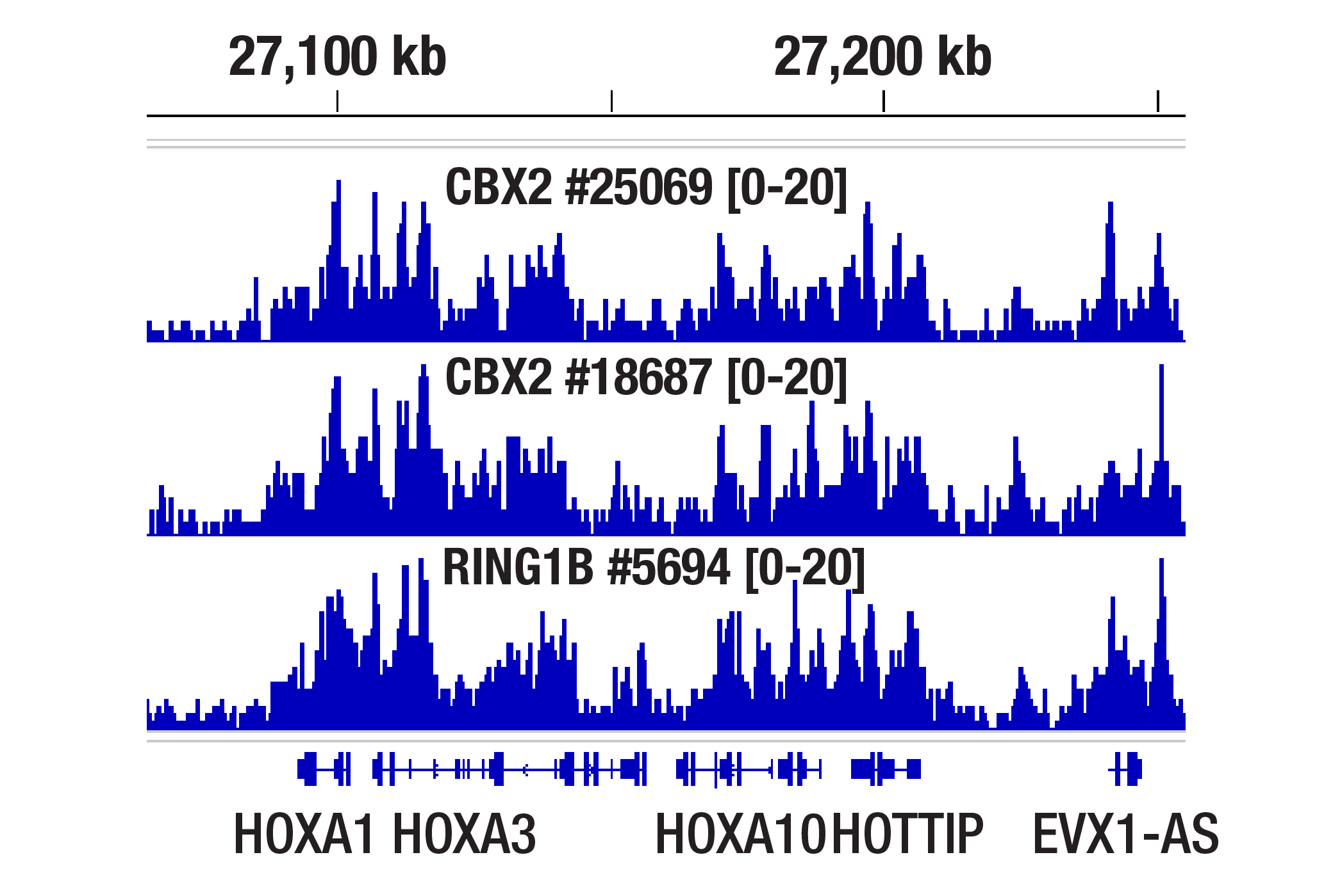 Chromatin Immunoprecipitation Image 1: CBX2 (E3N6A) Rabbit mAb