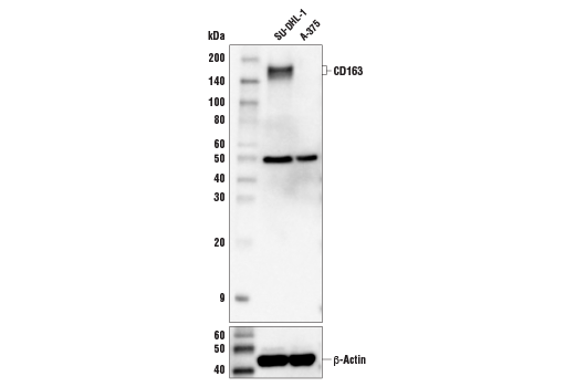 Western Blotting Image 1: CD163 (D6U1J) Rabbit mAb (BSA and Azide Free)