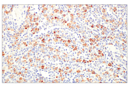 Immunohistochemistry Image 7: CD163 (D6U1J) Rabbit mAb (BSA and Azide Free)