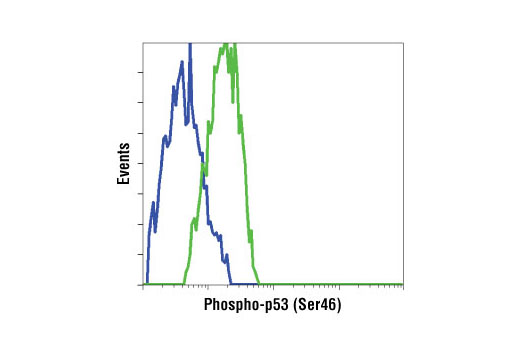  Image 22: p53 Antibody Sampler Kit