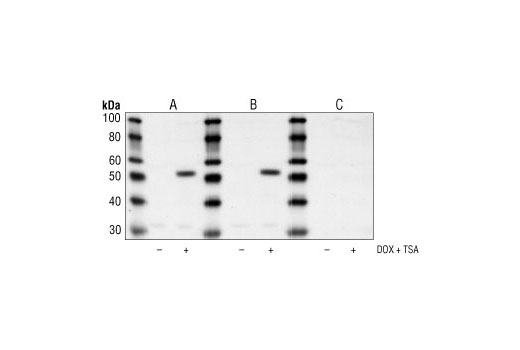  Image 3: p53 Antibody Sampler Kit