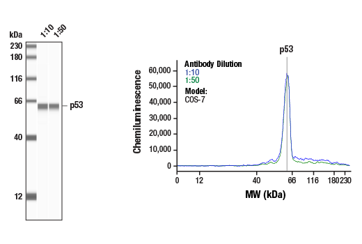 Western Blotting Image 2: p53 (7F5) Rabbit mAb