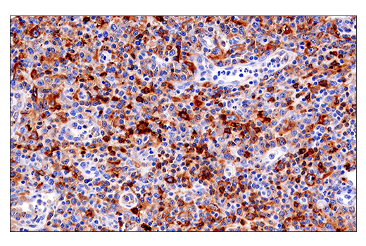 Immunohistochemistry Image 7: HLA-DRA (E9R2Q) XP® Rabbit mAb (BSA and Azide Free)