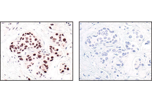 Immunohistochemistry Image 1: HP1α Antibody