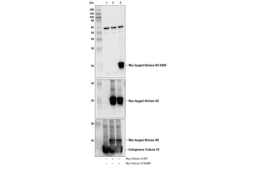 Western Blotting Image 2: Histone H3 (K36M Mutant Specific) Antibody