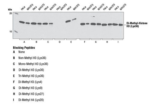 Western Blotting Image 1: Di-Methyl-Histone H3 (Lys36) (C75H12) Rabbit mAb (BSA and Azide Free)