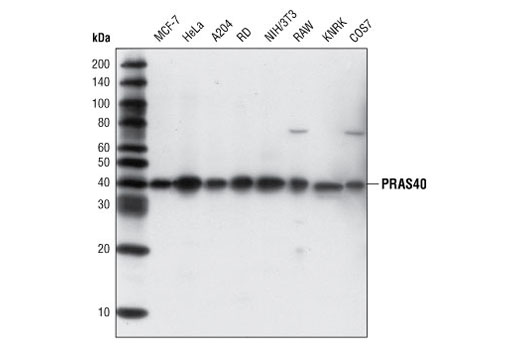  Image 4: mTOR Regulation Antibody Sampler Kit