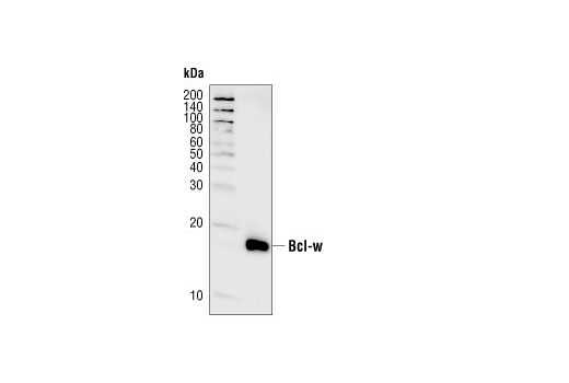  Image 15: Pro-Survival Bcl-2 Family Antibody Sampler Kit II