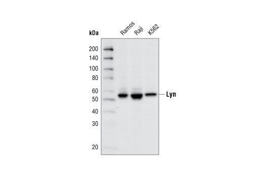  Image 4: Src Family Antibody Sampler Kit