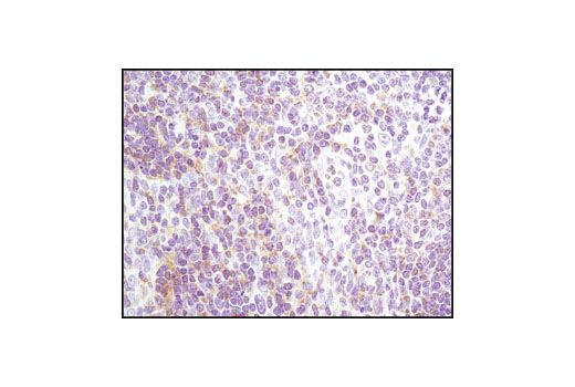  Image 10: Src Family Antibody Sampler Kit