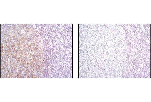  Image 12: Src Family Antibody Sampler Kit