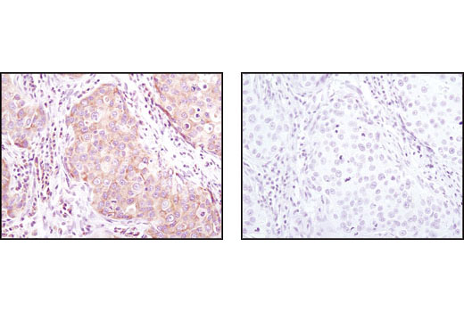 Immunohistochemistry Image 7: eIF4GI Antibody