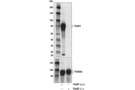 Western Blotting Image 2: FoxO1 (C29H4) Rabbit mAb (BSA and Azide Free)