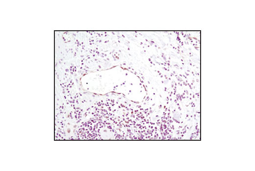 Immunohistochemistry Image 5: FoxO1 (C29H4) Rabbit mAb (BSA and Azide Free)