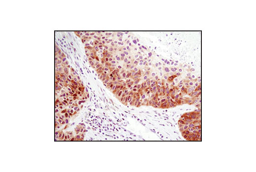 Immunohistochemistry Image 2: FoxO1 (C29H4) Rabbit mAb (BSA and Azide Free)