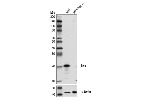 Western Blotting Image 2: Bax (D3R2M) Rabbit mAb (BSA and Azide Free)