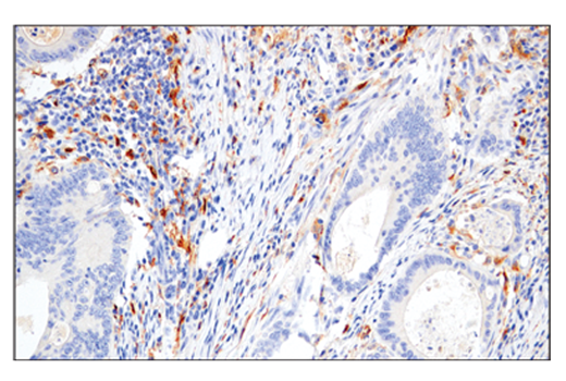 Immunohistochemistry Image 1: CSF-1R/M-CSF-R (E4T8Z) Rabbit mAb