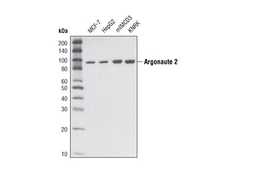  Image 1: Argonaute Antibody Sampler Kit