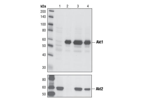  Image 8: Akt Isoform Antibody Sampler Kit