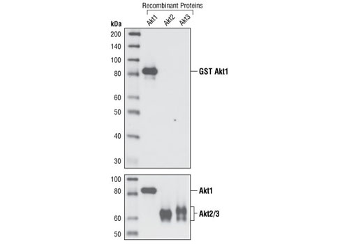  Image 10: Akt Isoform Antibody Sampler Kit