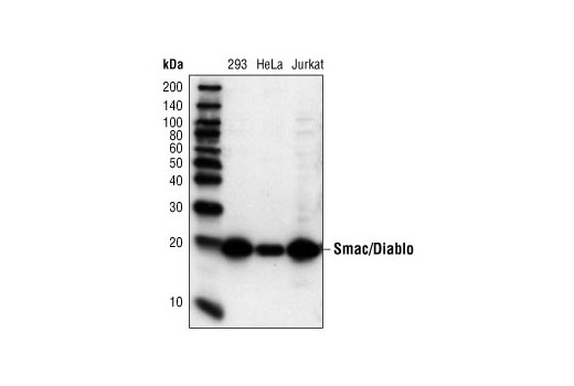 Western Blotting Image 1: Smac/Diablo (79-1-83) Mouse mAb